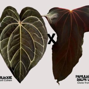 Carlablackie x Ralph Lynam