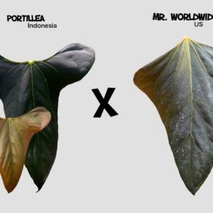 Portillae x Mr Worldwide, super selected one